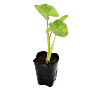 (ビオトープ)水生植物 コロカシア エレーナ(...の詳細画像1