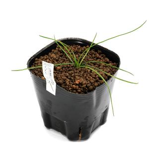 (ビオトープ)水生植物 イソエテス ラクストリ...の詳細画像1
