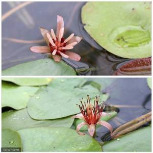 （ビオトープ）水生植物　ジュンサイ（５株）　浮葉植物　日本産水草