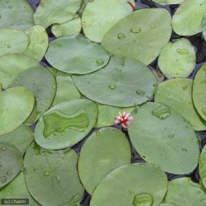 (ビオトープ)水生植物 ジュンサイ(5株) 浮...の詳細画像2