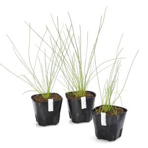 （ビオトープ）水生植物　エレオカリスｓｐ．フロリダ便（１ポット）　湿性植物