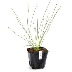 (ビオトープ)水生植物 エレオカリスsp.フロ...の詳細画像1