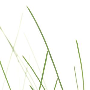 (ビオトープ)水生植物 エレオカリスsp.フロ...の詳細画像2