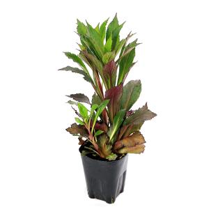 (ビオトープ)水生植物 洋種サワギキョウ クイ...の詳細画像1