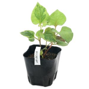 （ビオトープ）水辺植物　斑入り八重咲きドクダミ（１ポット）　湿性植物（休眠株）