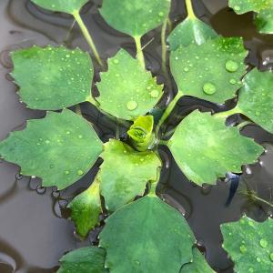 （ビオトープ）水生植物　オニビシ（１株）浮葉植物（休眠状態）