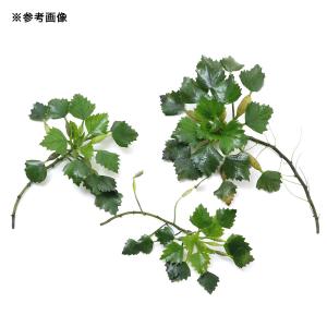 (ビオトープ)水生植物 オニビシ(1株)浮葉植...の詳細画像2