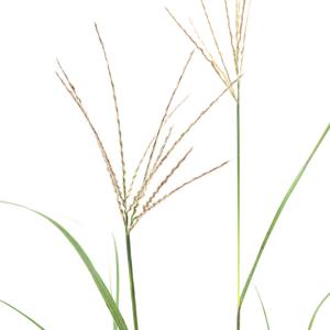 （山野草）ススキ（薄）ベニハススキ（紅葉薄）３〜４号（１ポット）