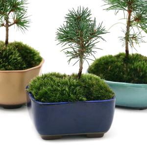 チャーム（charm） （山野草）苔盆栽 イノモトソウ 溶岩石鉢植え（1鉢