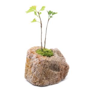 （盆栽）苔盆栽　抗火石鉢植え　イチョウ　２本入り　Ｓサイズ（１鉢）｜chanet