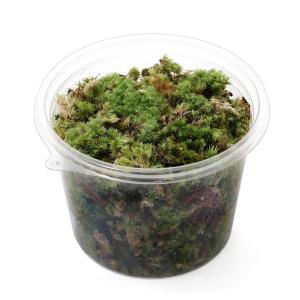 (観葉植物)テラリウム 苔 カップ売り 撒きゴ...の詳細画像1