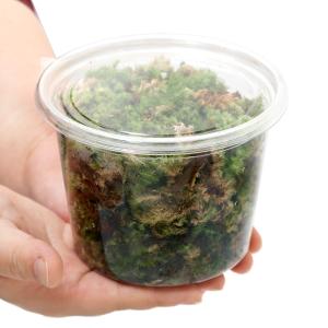 (観葉植物)テラリウム 苔 カップ売り 撒きゴ...の詳細画像2