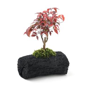 チャーム（charm） （盆栽）苔盆栽 品種おまかせナンテン 溶岩石鉢植え