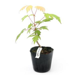 （山野草）盆栽　品種系モミジ　ミツデカエデ（三手楓）２．５〜３号（１ポット）
