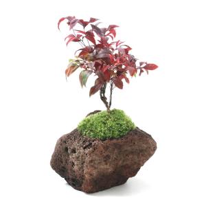 （盆栽）苔盆栽　品種おまかせナンテン　溶岩石鉢植え（１鉢）｜チャーム charm ヤフー店