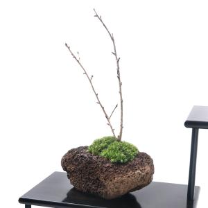 （盆栽）苔盆栽　品種おまかせさくら（桜）　溶岩石鉢植え（１鉢）｜chanet