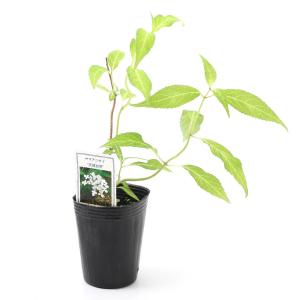 （山野草）盆栽　ヤマアジサイ　天城甘茶（アマギアマチャ）２．５〜３号（１鉢）家庭菜園