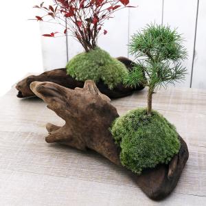 チャーム（ペット） （山野草）苔盆栽 クリスマスカラーの寄せ植え 白