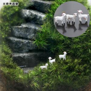 (観葉植物)苔テラリウム 石段レイアウト ヤギ...の詳細画像1