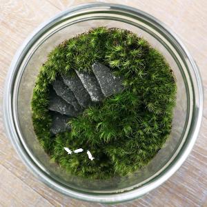 (観葉植物)苔テラリウム 石段レイアウト ヤギ...の詳細画像2