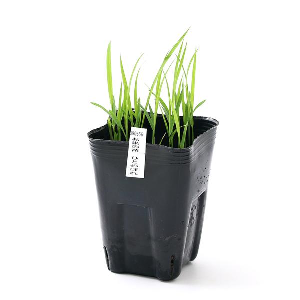 （ビオトープ）水辺植物　お米の苗　ひとめぼれ（１ポット）観賞用稲　自由研究