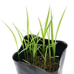 (ビオトープ)水生植物 お米の苗 あきたこまち...の詳細画像1