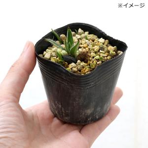 (山野草)品種おまかせ アッツザクラ(ロードヒ...の詳細画像1