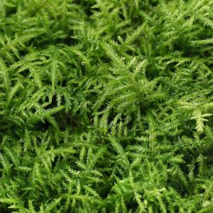 チャーム（charm） （観葉植物）テラリウム 苔 半トレー ヤマゴケ