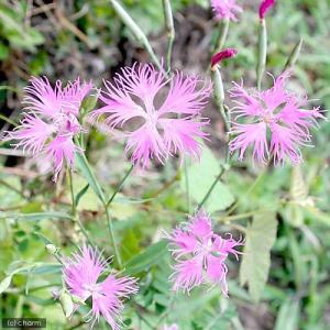 (山野草)ナデシコ(撫子)桃花カワラナデシコ(...の詳細画像2