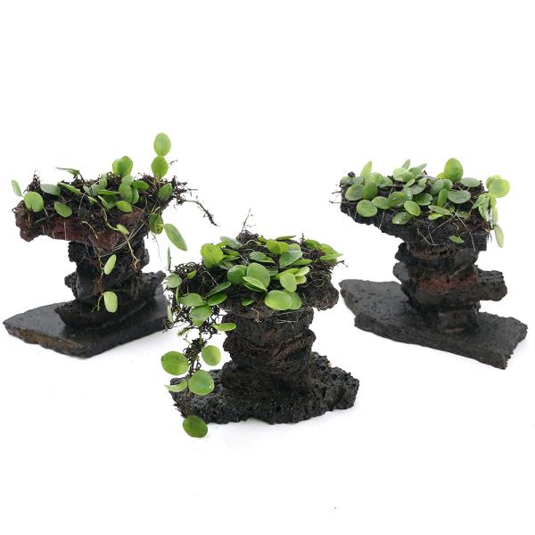 （観葉植物）巻きたてマメヅタ付きボルケーノタワー（１個）