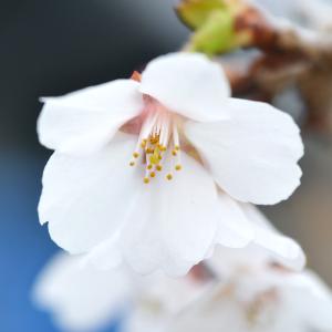 （山野草）盆栽　サクラ（桜）十月桜（ジュウガツザクラ）４号（１ポット）｜チャーム charm ヤフー店