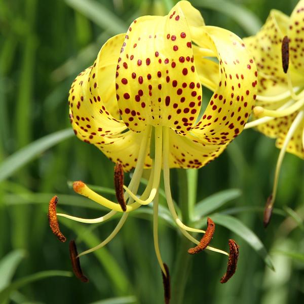 （山野草）ユリ（百合）キヒラトユリ（黄平戸百合）３〜４号（１ポット）（休眠状態）