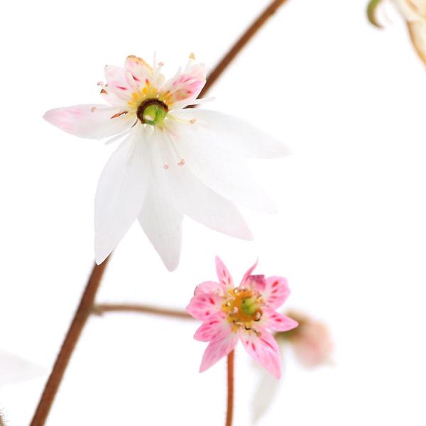 （山野草）星咲きユキノシタ（雪ノ下）３号（１ポット）（休眠状態）