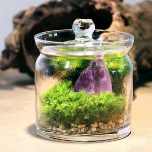 （観葉植物）苔テラリウム　鉱石レイアウト　アメジスト（紫水晶）ガラスポットＳ　説明書付