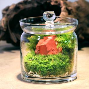 チャーム（charm） （観葉植物）苔テラリウム 小さな牧場 馬 ガラス
