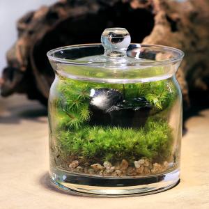 チャーム（charm） （観葉植物）苔テラリウム 洋ラン 品種おまかせ