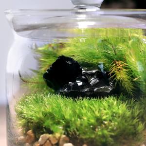 (観葉植物)苔テラリウム 鉱石レイアウト オブ...の詳細画像1
