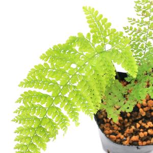 (山野草)シダ(羊歯)リョウメンシダ(両面羊歯...の詳細画像1