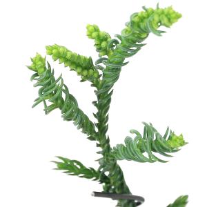 晃山 : 創業昭和二年さつき盆栽光華園 - 通販 - Yahoo!ショッピング