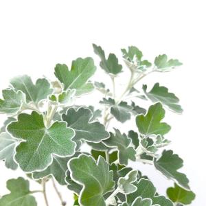 （山野草）キク（菊）　ノジギク（野路菊）　３号（１ポット）