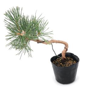 苗：黒松寄せ*クロマツ/くろまつ : 遊恵盆栽 Yahoo!店 - 通販 - Yahoo