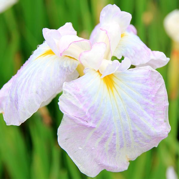 （ビオトープ）水辺植物　花菖蒲　朝日空（アサヒゾラ）伊勢系薄紫白脈垂咲三英花（１ポット）