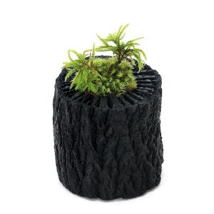 チャーム（charm） （山野草）苔盆栽 イノモトソウ 溶岩石鉢植え（1鉢