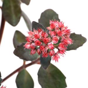 （山野草）カラスバミセバヤ　３号（１ポット）