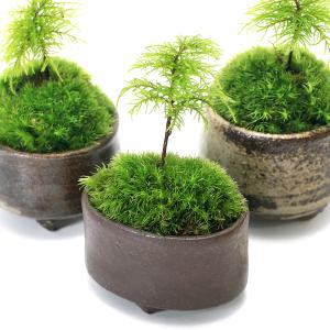 チャーム（charm） （盆栽）苔盆栽 縁起樹とヒノキゴケ寄せ植え 南天