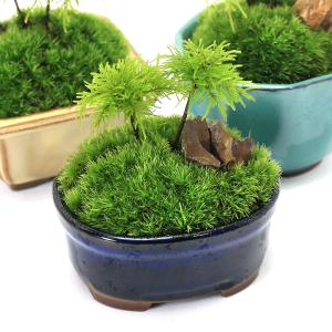 チャーム（charm） （盆栽）苔盆栽 縁起樹とヒノキゴケ寄せ植え 南天