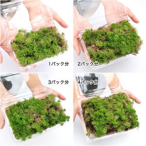 (観葉植物)テラリウム 苔 ホソバミズゴケ(細...の詳細画像1