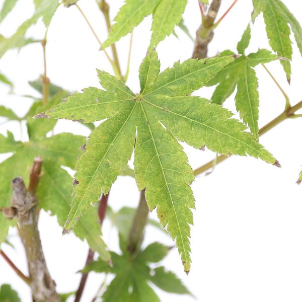 （山野草）盆栽　品種系モミジ　一才錦（イッサイニシキ）　３号（１ポット）　荒皮性モミジ（休眠状態）