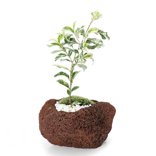 （盆栽）苔盆栽　斑入りヒサカキ　残雪　溶岩石鉢植え（１鉢）　飾り石付き