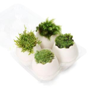 （観葉植物）エッグプランター　おまかせ苔　エッグ　４種（１セット）　苔　おしゃれ　室内　プレゼント｜chanet